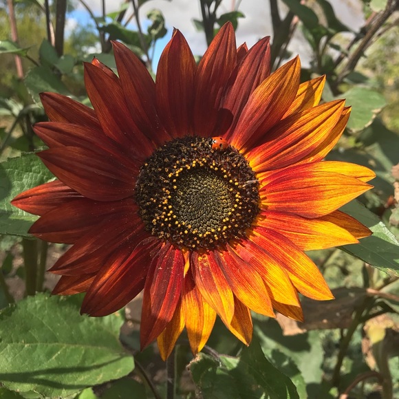 Meet your Posher, Beth - Picture 1 of 1